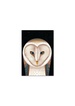 East End Prints Birthday Cards Barn Owl